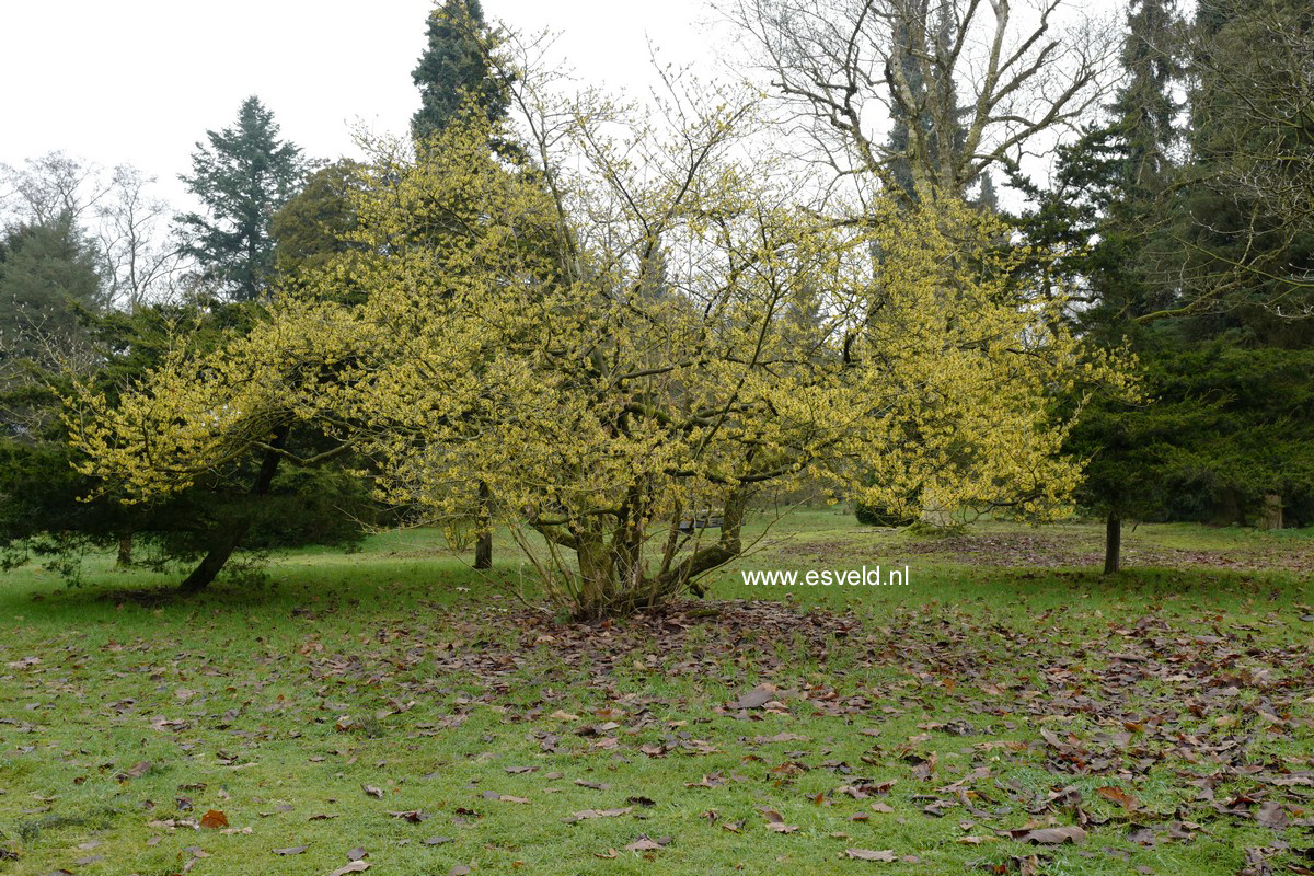 Hamamelis mollis 'Boskoop'