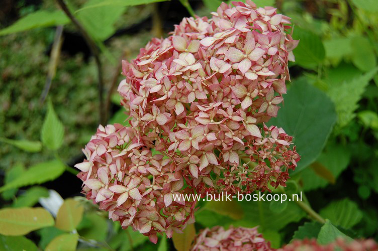 Hydrangea arborescens 'Ncha1' (INVINCIBELLE SPIRIT)