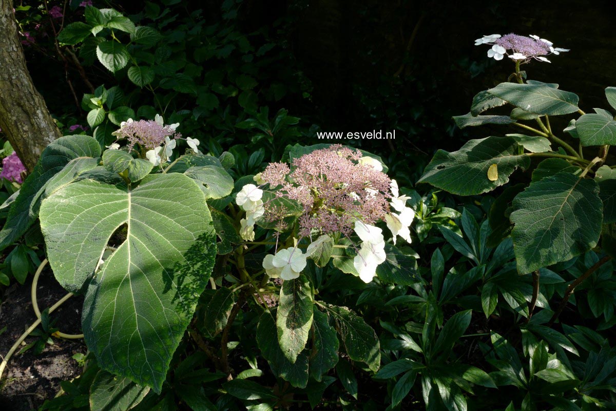 Hydrangea aspera sargentiana
