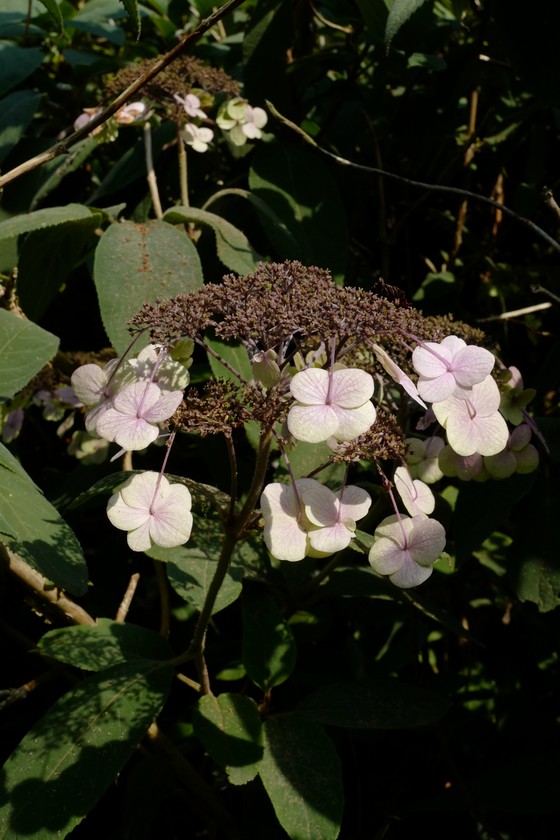 Hydrangea aspera strigosa