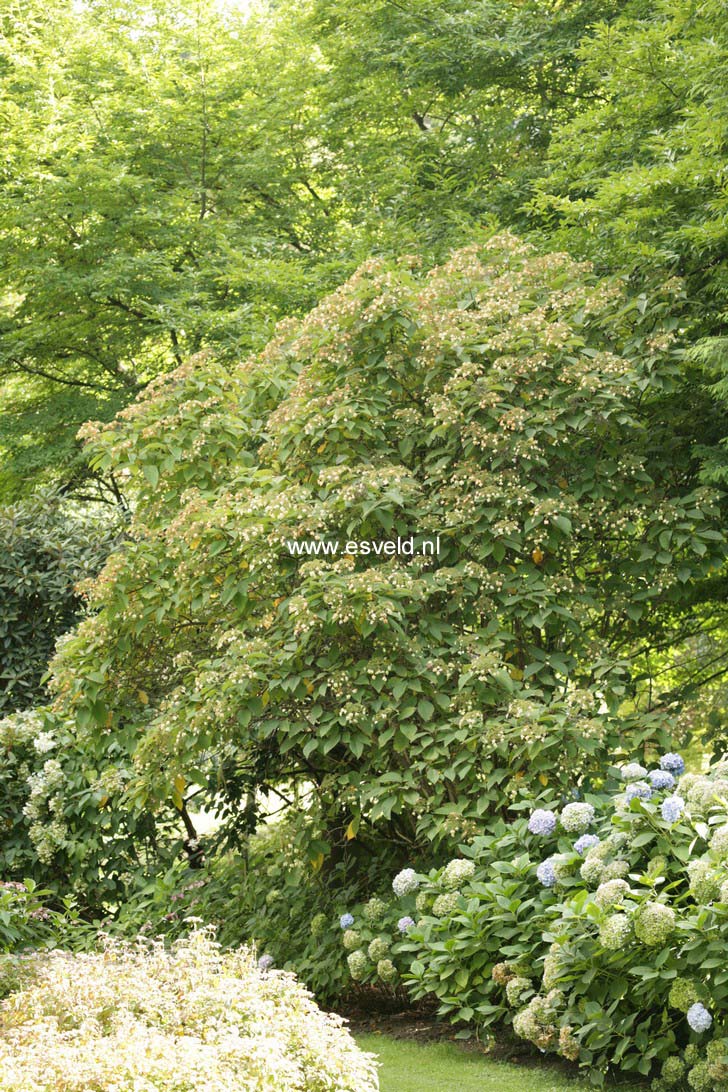 Hydrangea heteromalla