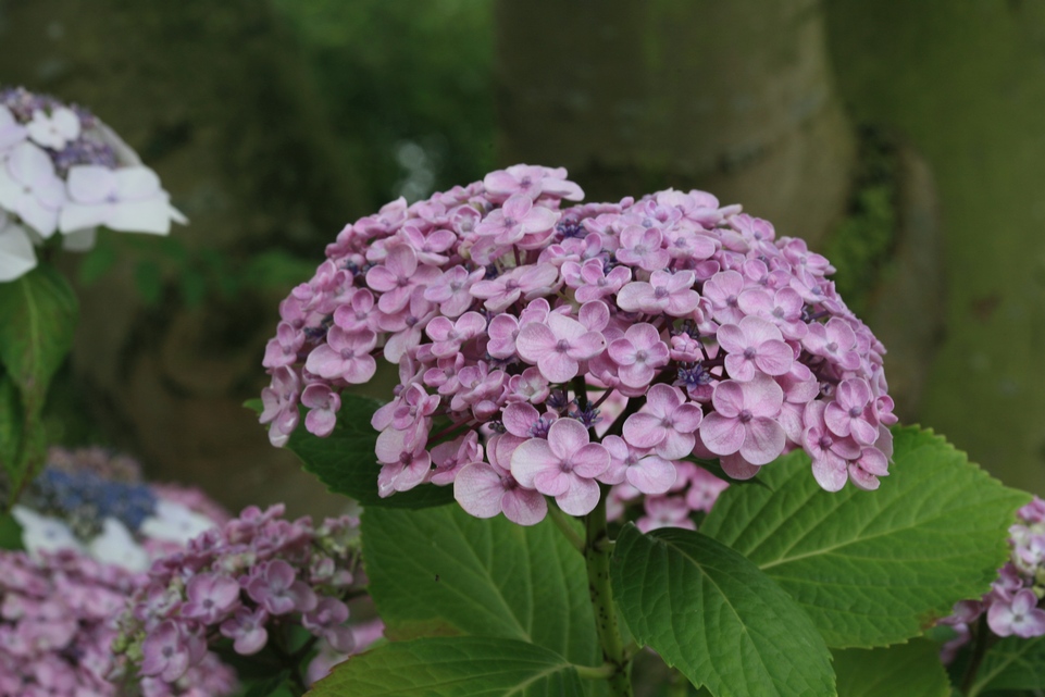Hydrangea macrophylla 'Ayesha'