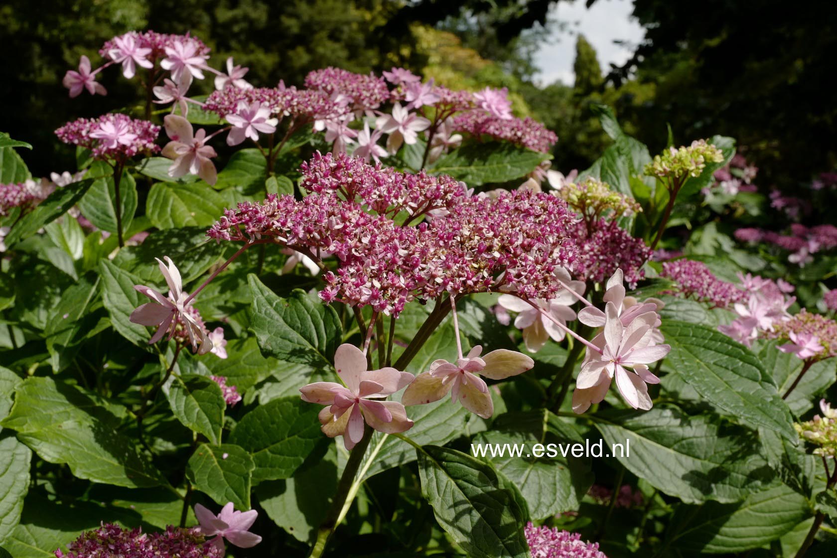 Hydrangea macrophylla 'Izu no hana'