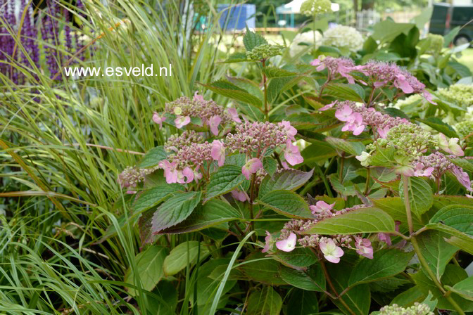 Hydrangea serrata 'Spreading Beauty'