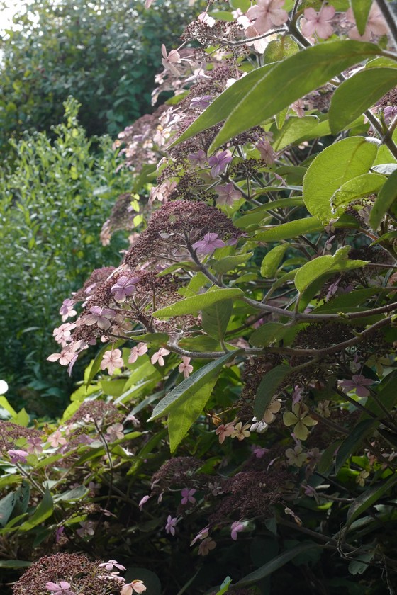 Hydrangea villosa