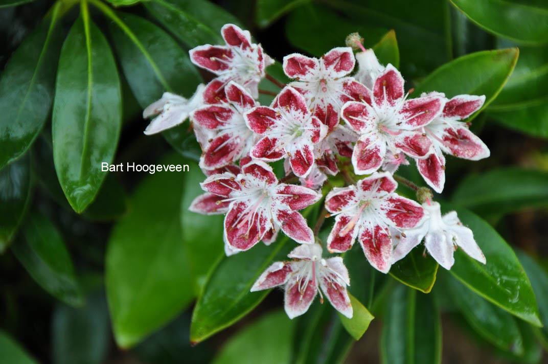 Kalmia latifolia 'Galaxy'