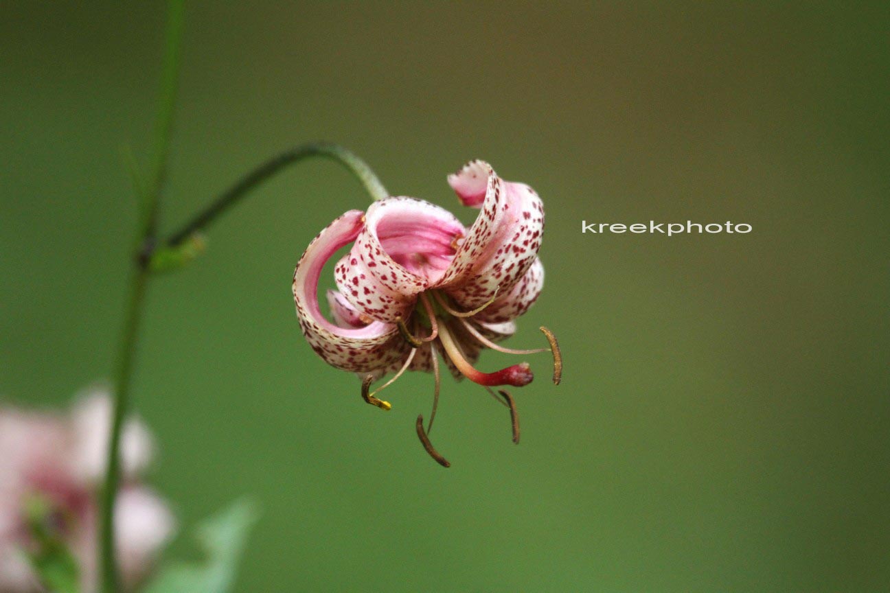 Lilium martagon