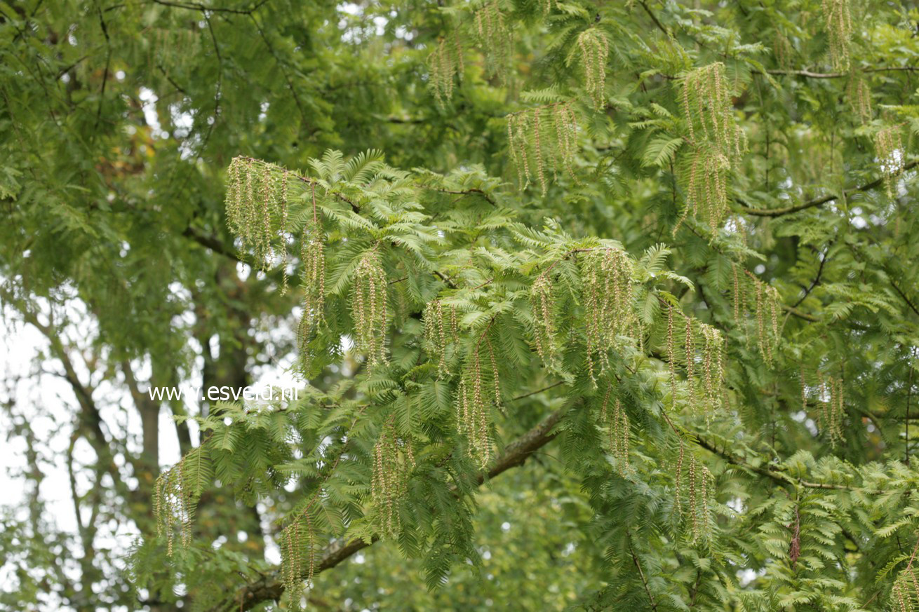 Metasequoia glyptostroboides