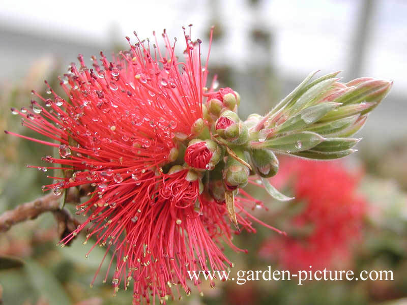 Metrosideros excelsa
