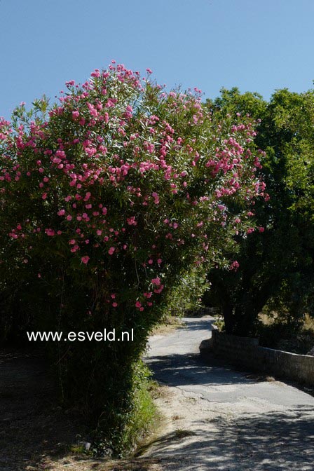 Nerium oleander
