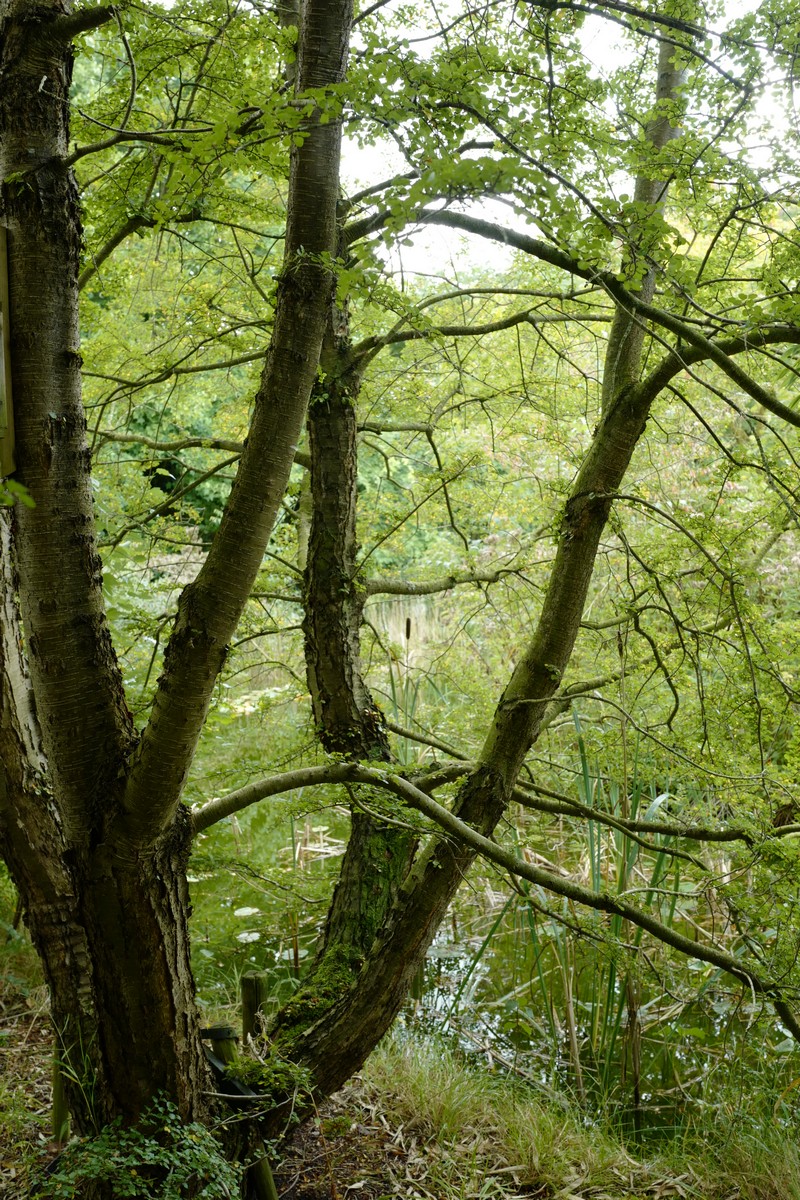 Nothofagus antarctica