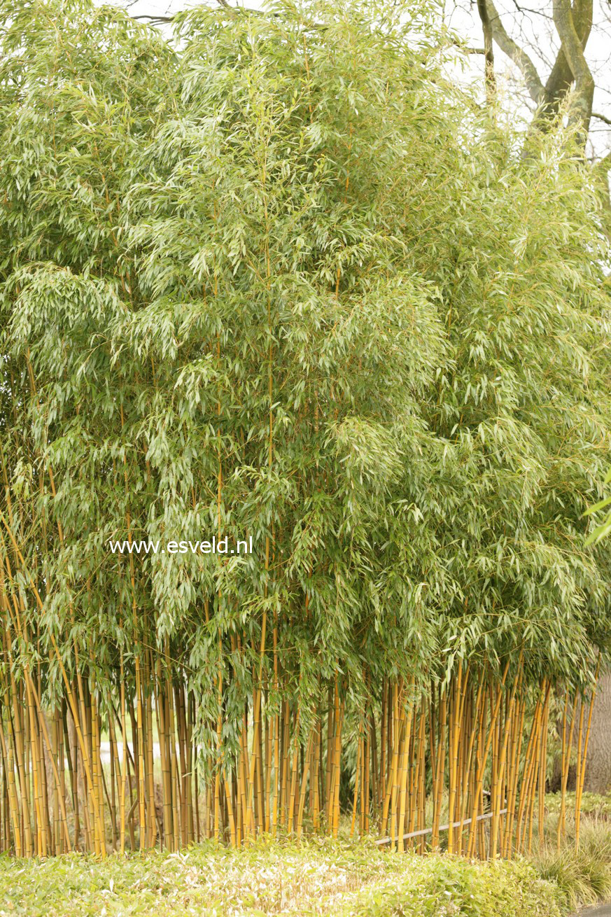 Phyllostachys aureosulcata 'Spectabilis'
