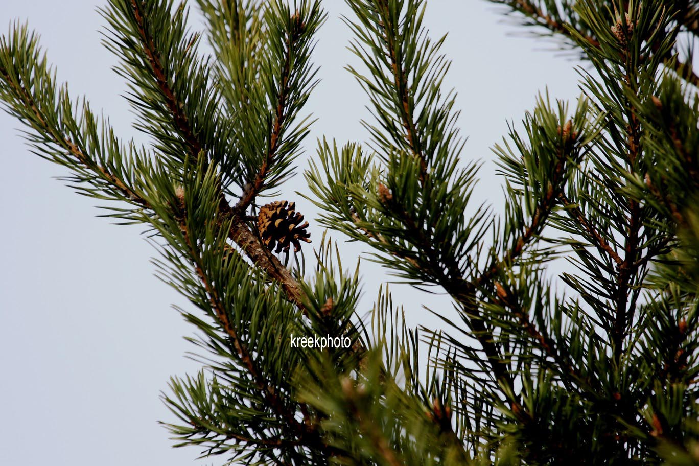 Pinus halepensis