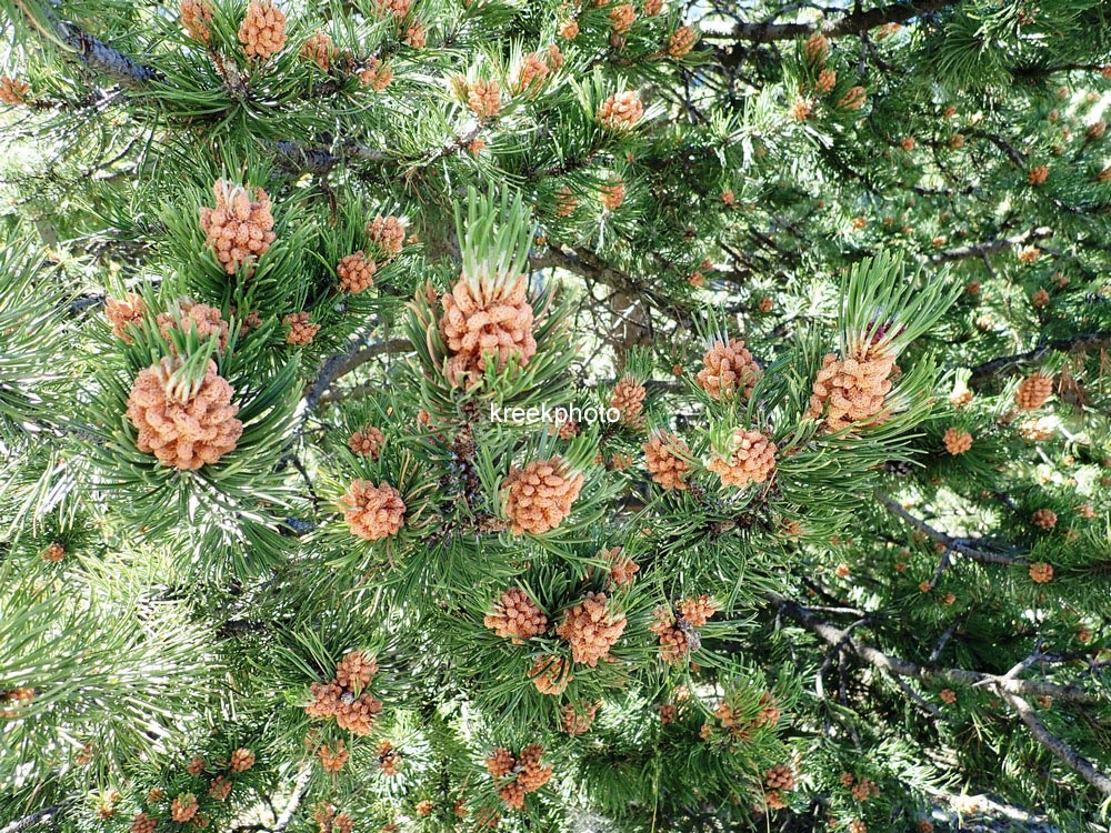 Pinus mugo subsp. uncinata