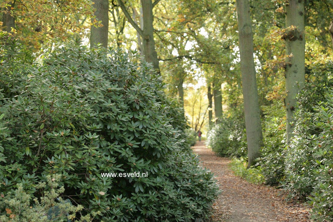 Rhododendron 'Catawbiense Grandiflorum'