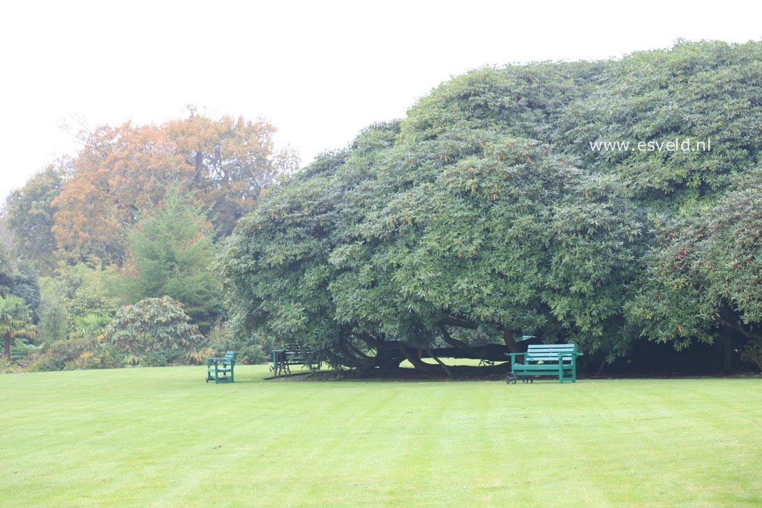 Rhododendron arboreum