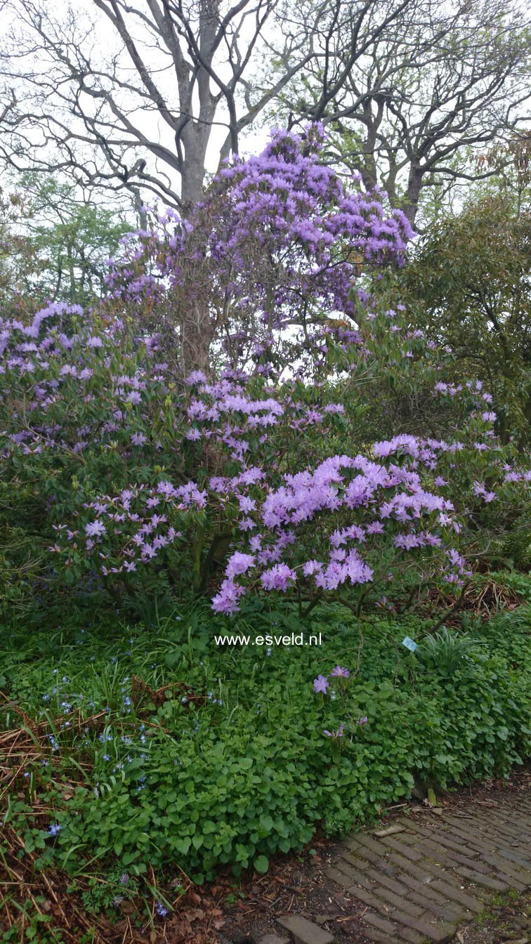 Rhododendron augustinii