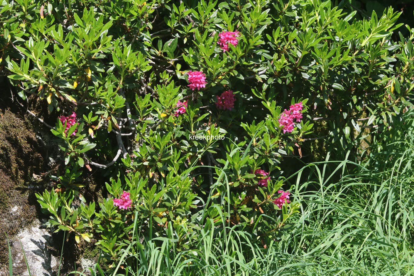 Rhododendron ferrugineum