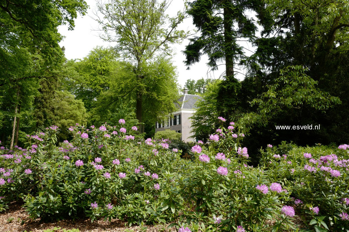 Rhododendron ponticum