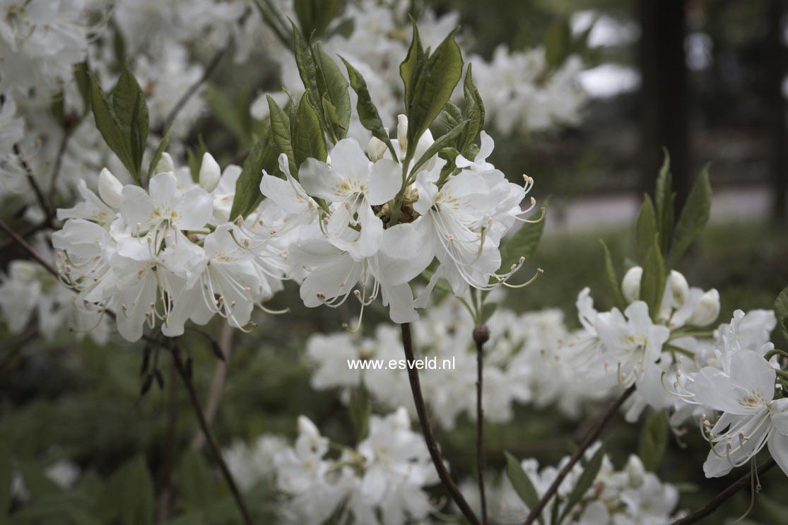 Rhododendron schlippenbachii