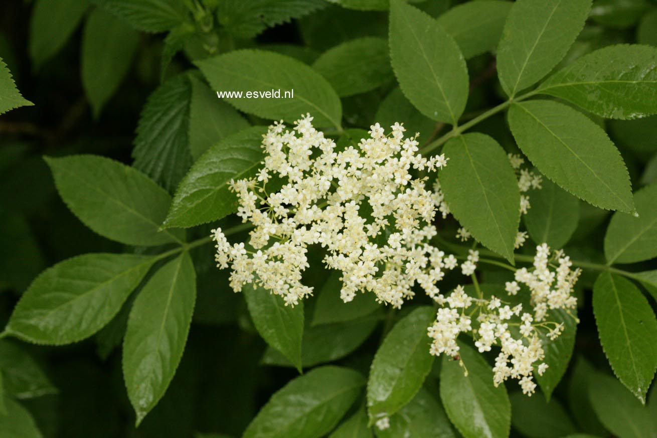 Sambucus nigra