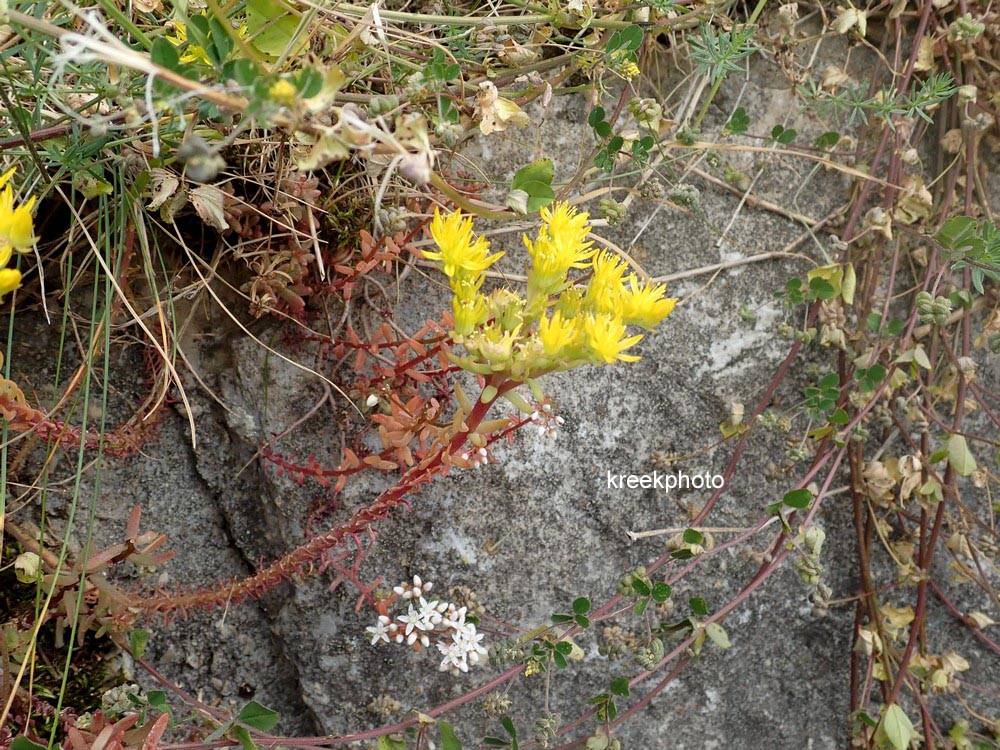 Sedum reflexum