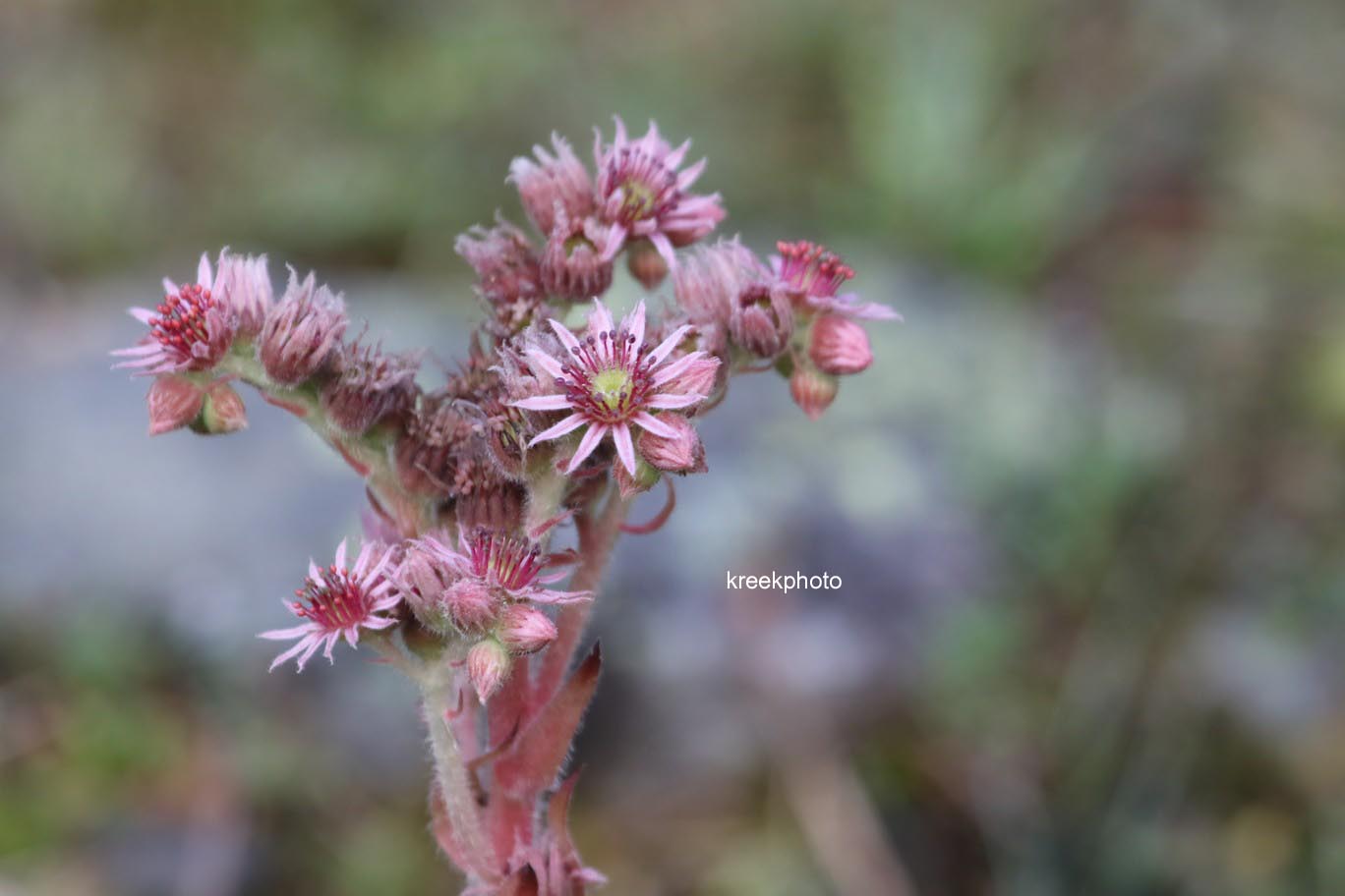 Sempervivum tectorum