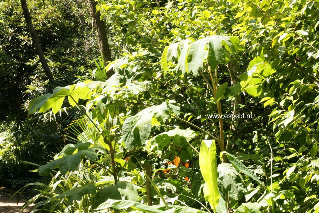Tetrapanax papyrifer