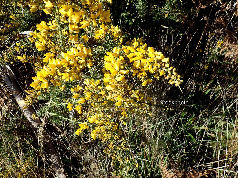 Ulex europaeus