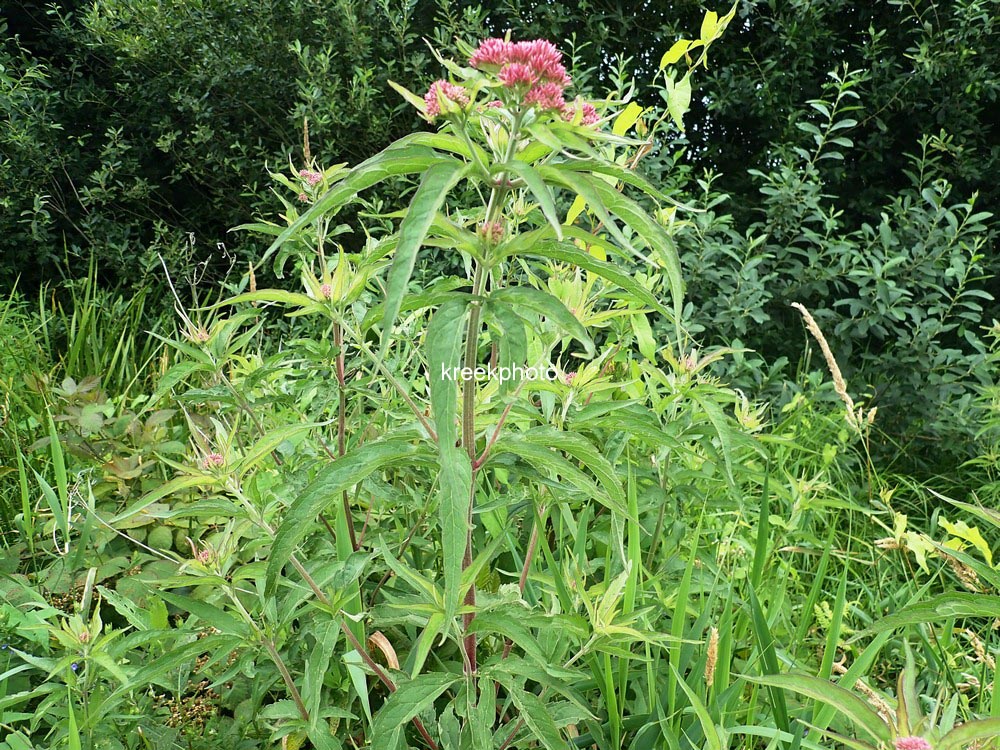Valeriana officinalis
