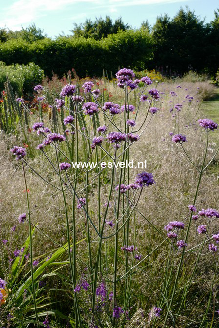Verbena bonariensis