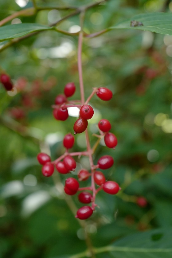 Viburnum hillieri 'Winton'