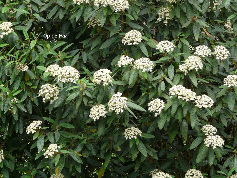 Viburnum rhytidophyllum 'Dart's Duke' (INTERDUKE)