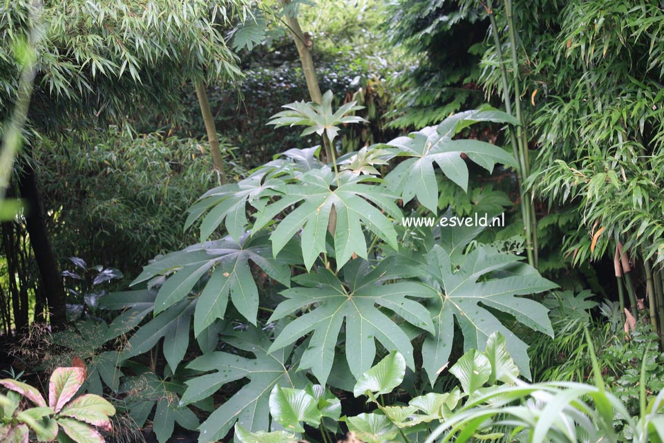Tetrapanax papyrifera 'Steroidal Giant' (24062)