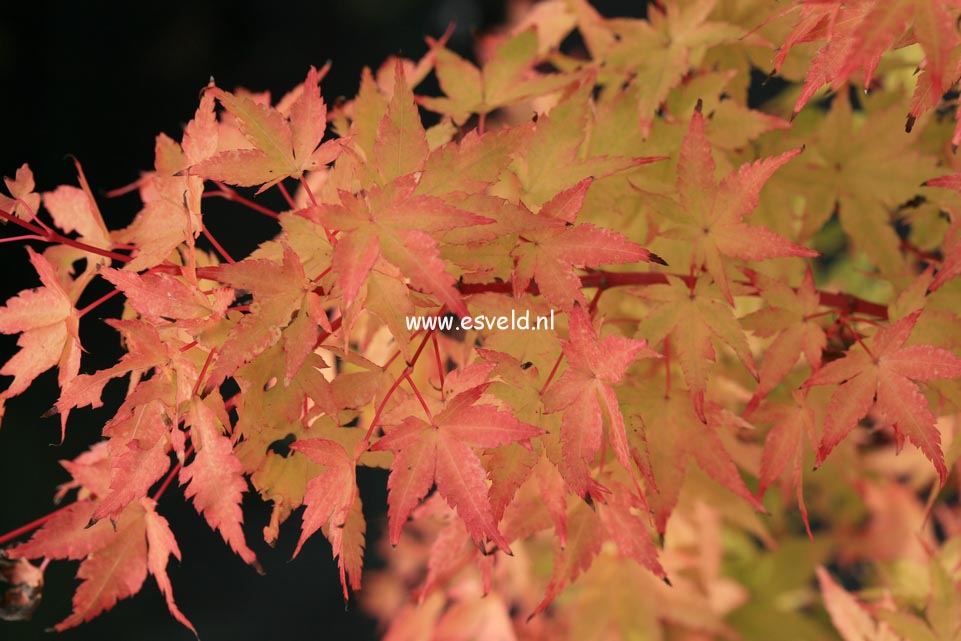 Acer palmatum 'Winter Flame'