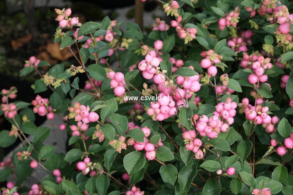 Symphoricarpos 'Kolmcan' (MAGICAL CANDY) (24309)