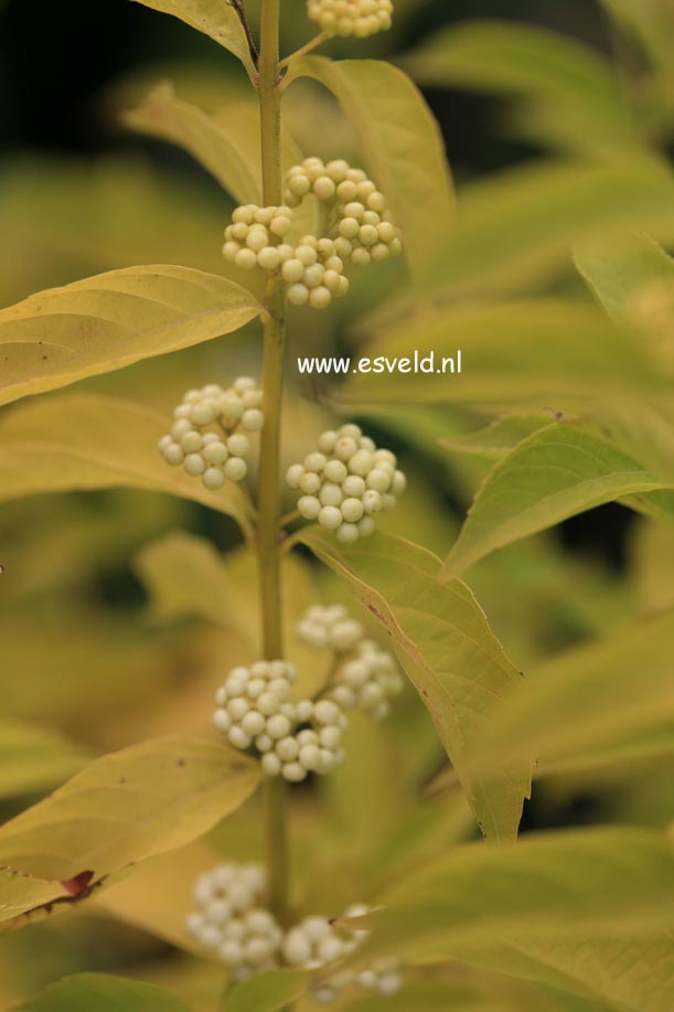 Callicarpa dichotoma f. albibacca (24725)