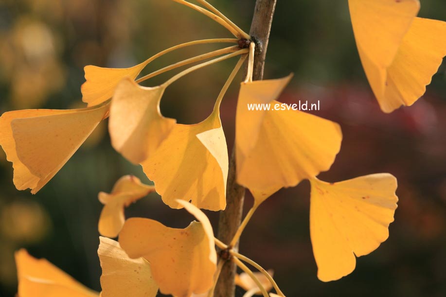 Ginkgo biloba 'Leiden'