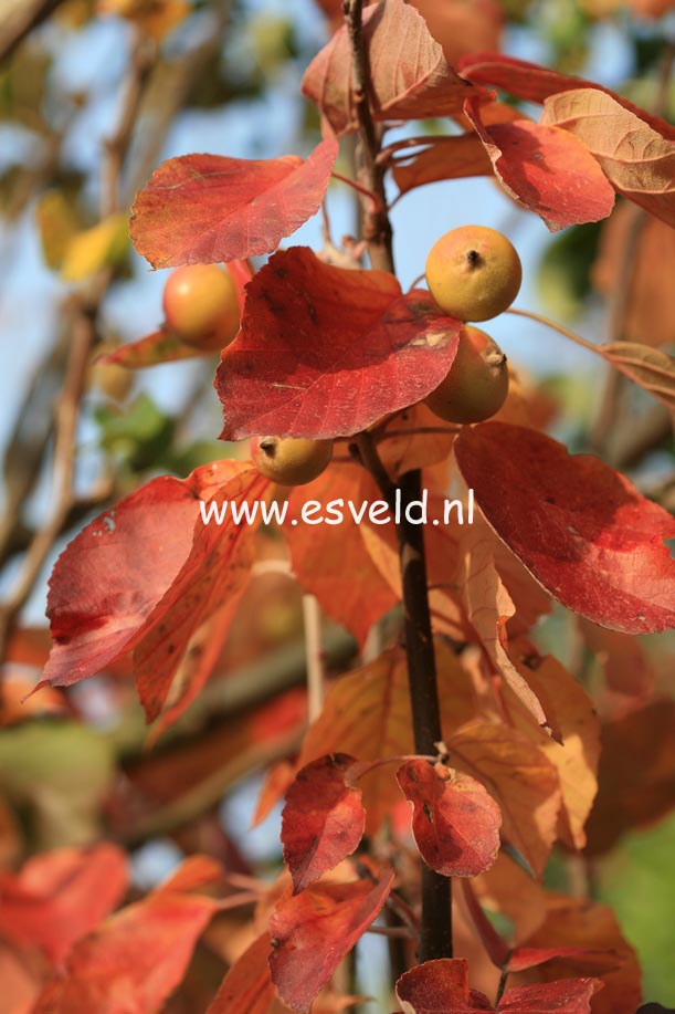 Malus tschonoskii 'Belmonte' (24755)