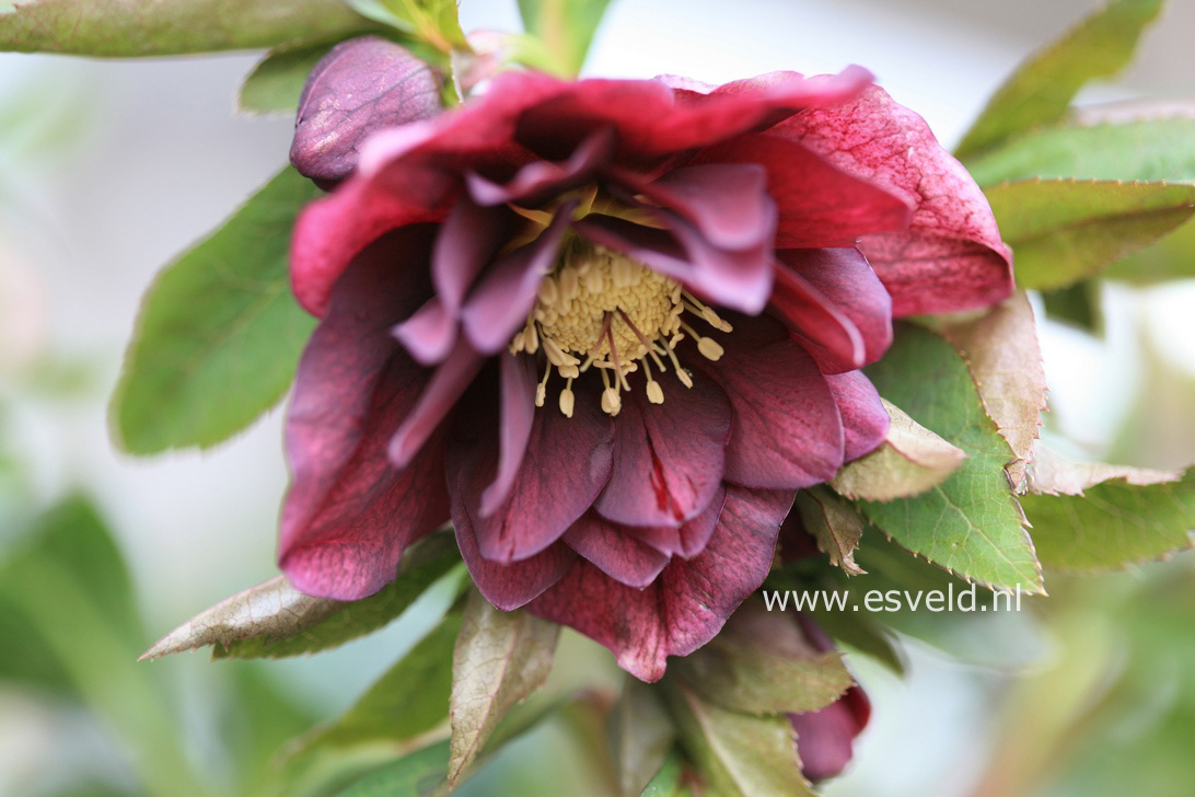Helleborus orientalis 'Double Ellen Pink' (24991)