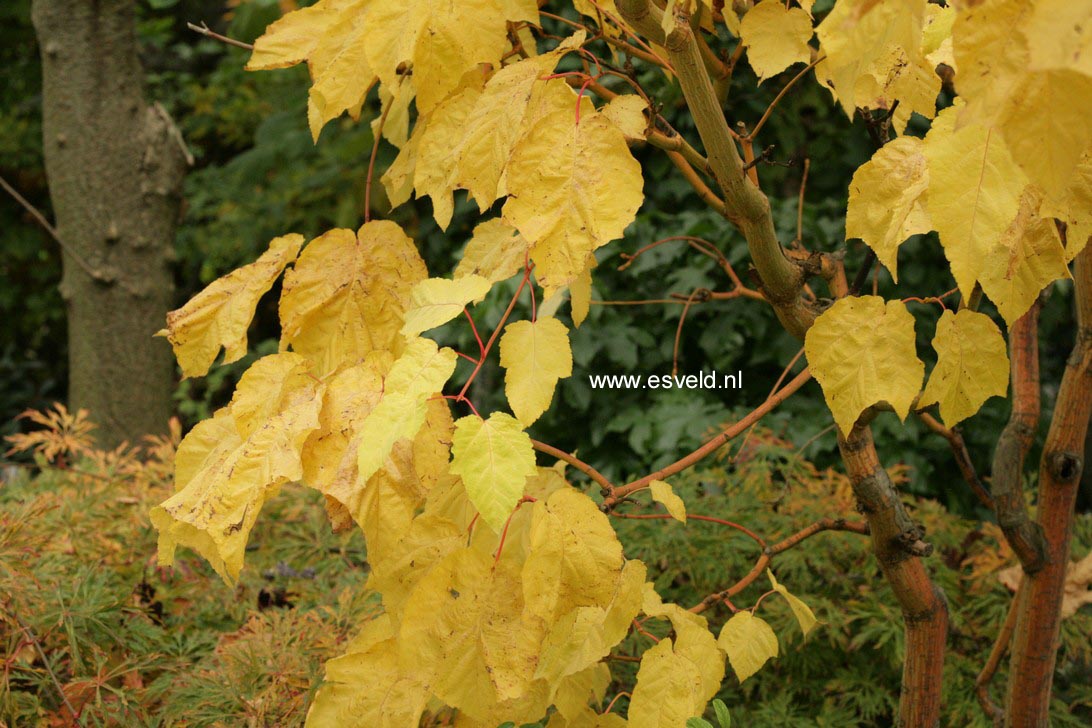 Acer conspicuum 'Phoenix'