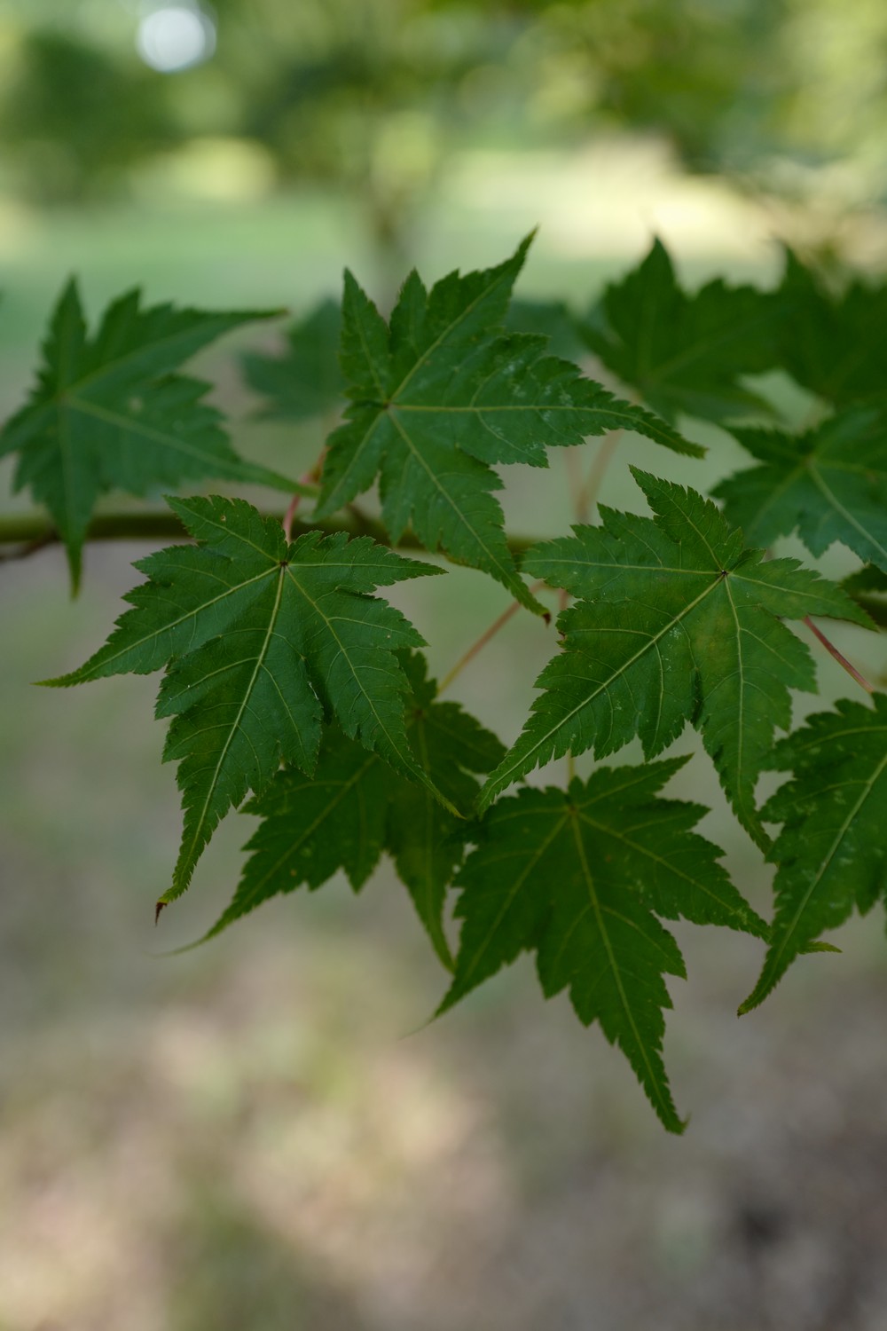 Acer micranthum
