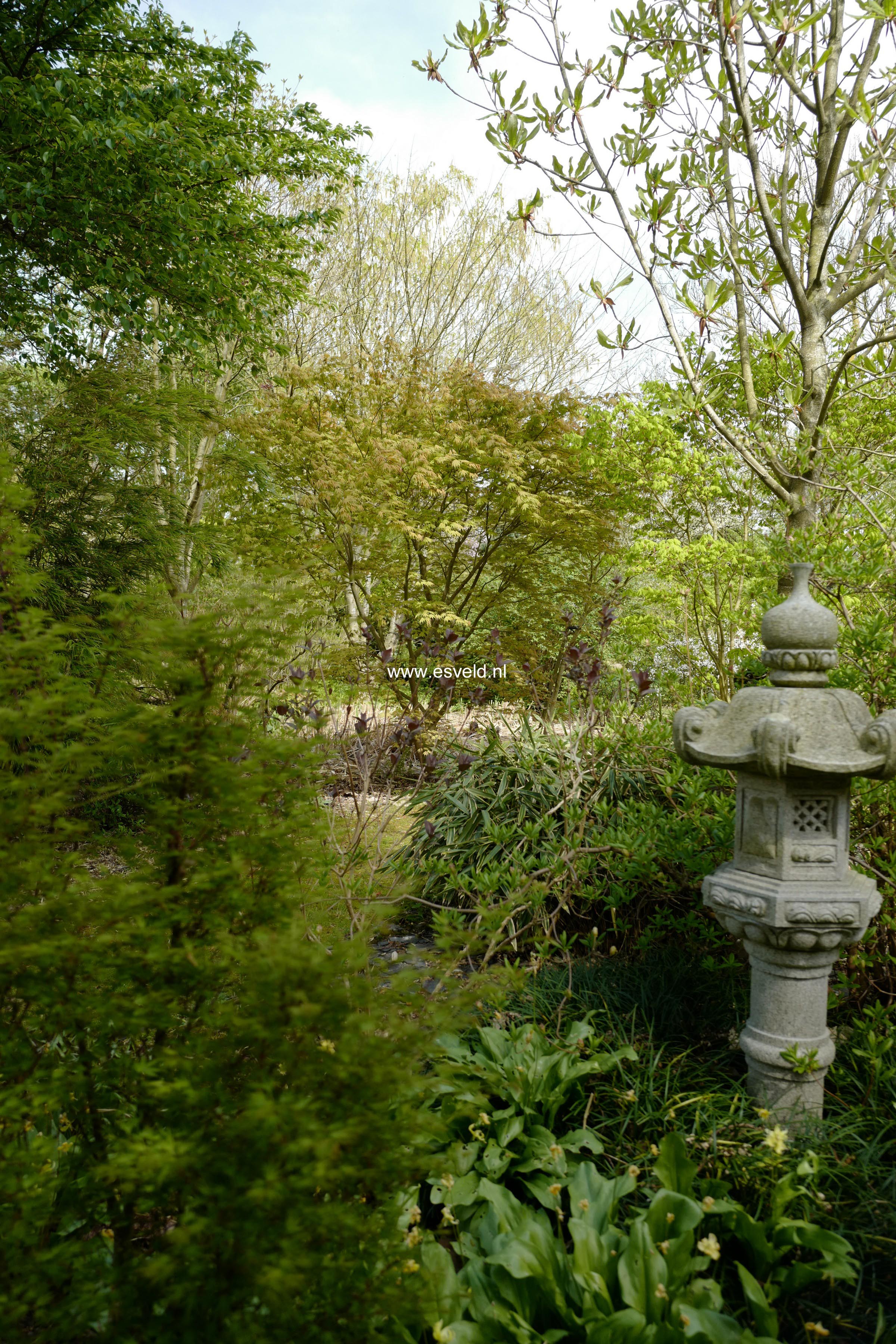 Acer palmatum 'Ariadne'