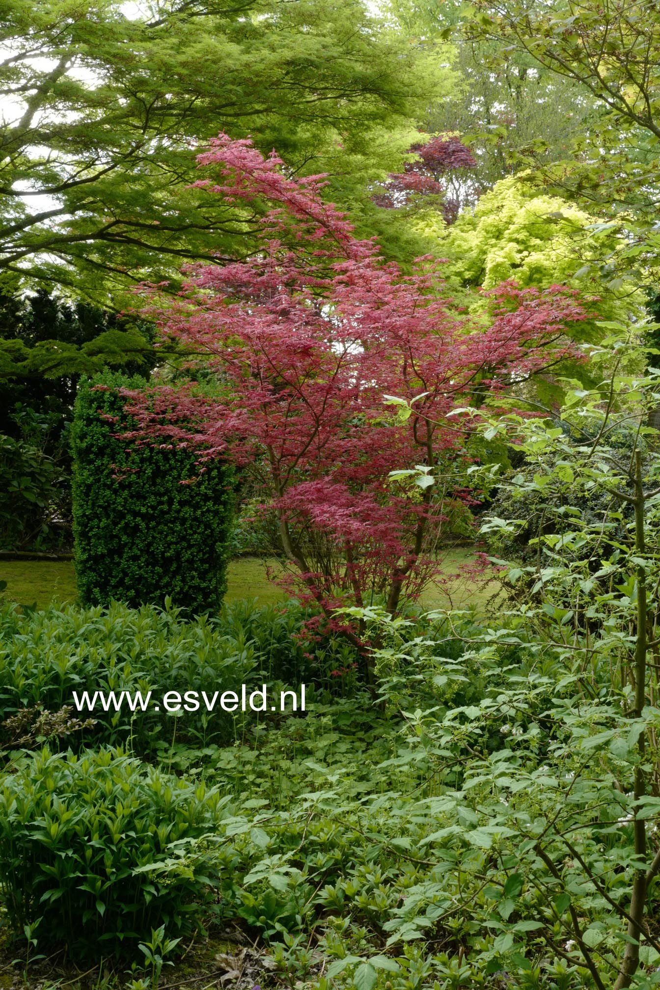 Acer palmatum 'Corallinum'