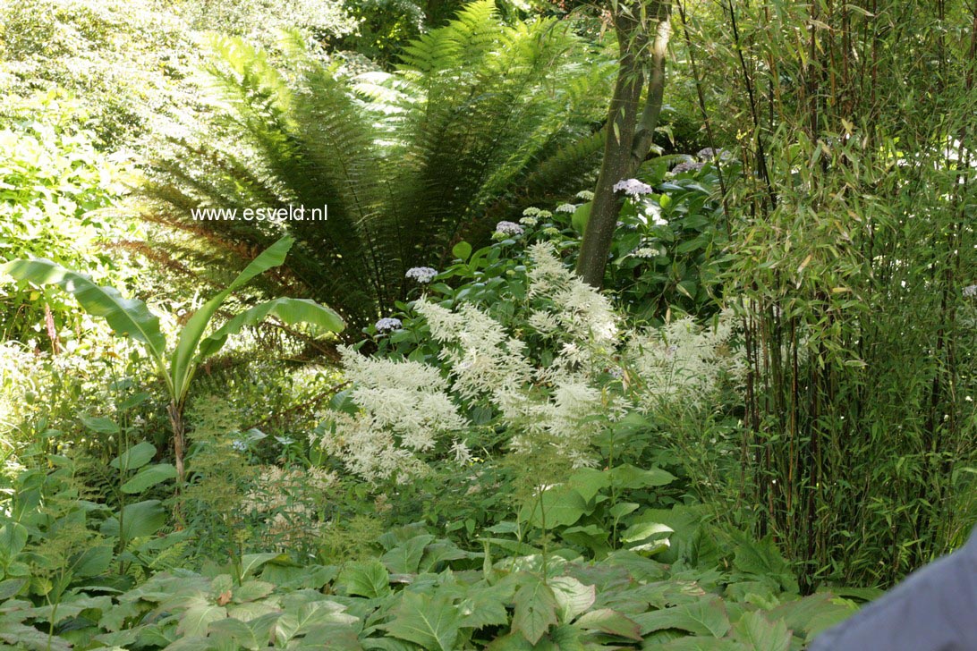 Aruncus dioicus