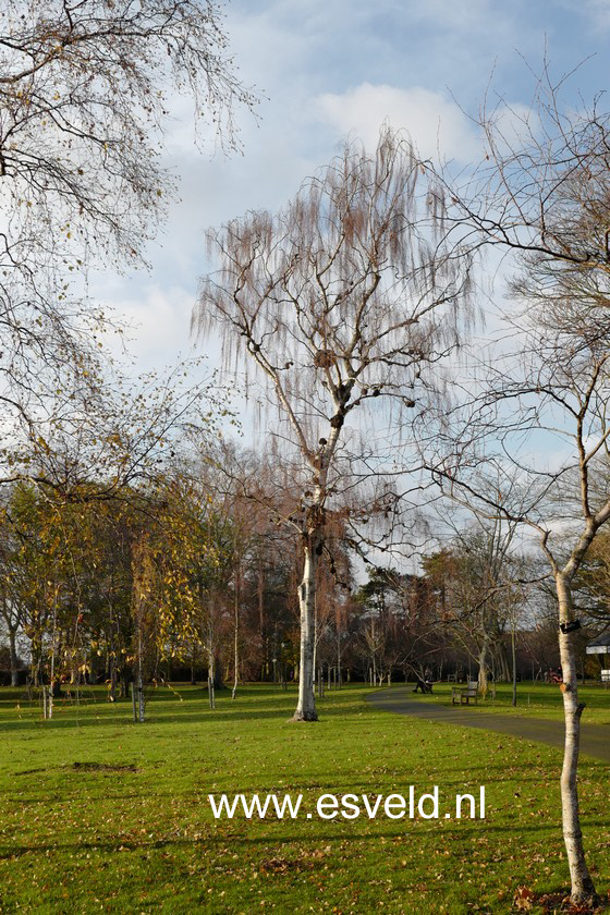 Betula pendula