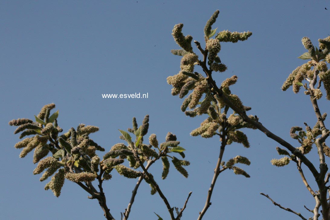 Broussonetia papyrifera