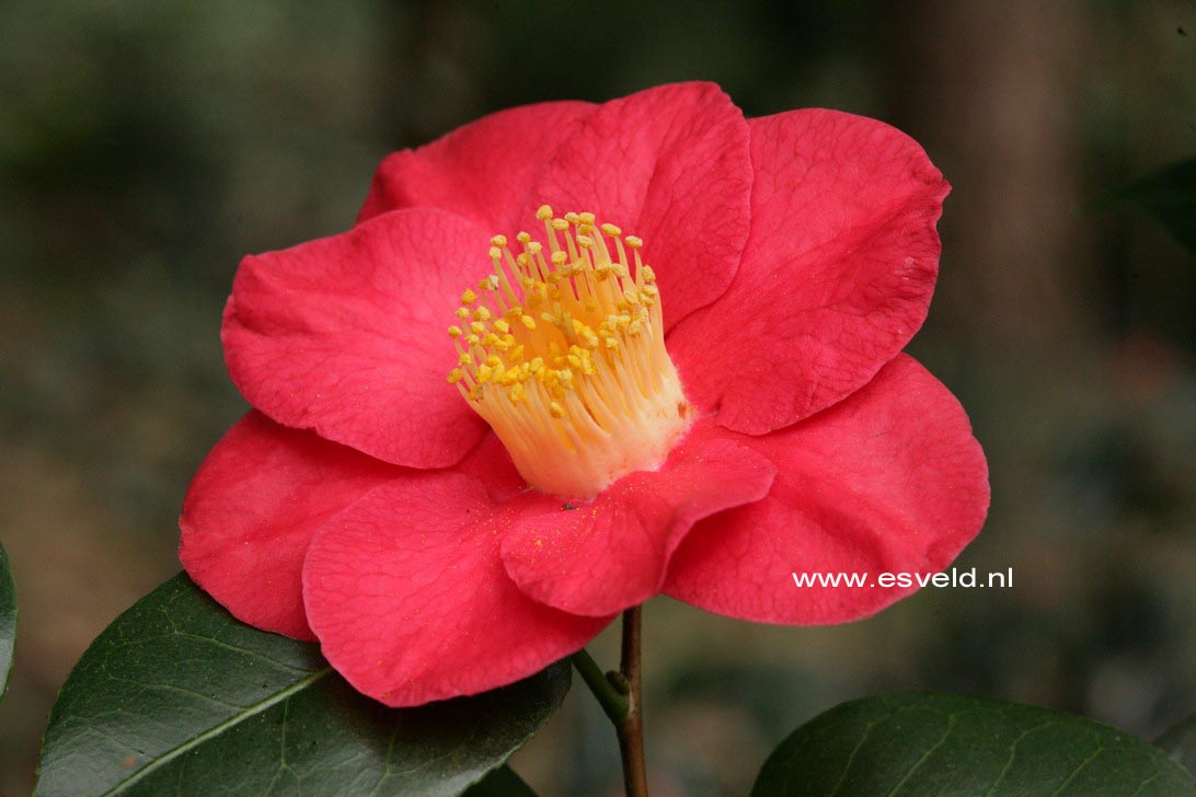 Camellia japonica