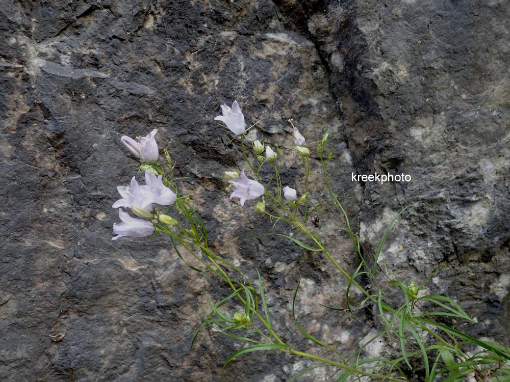 Campanula cochleariifolia