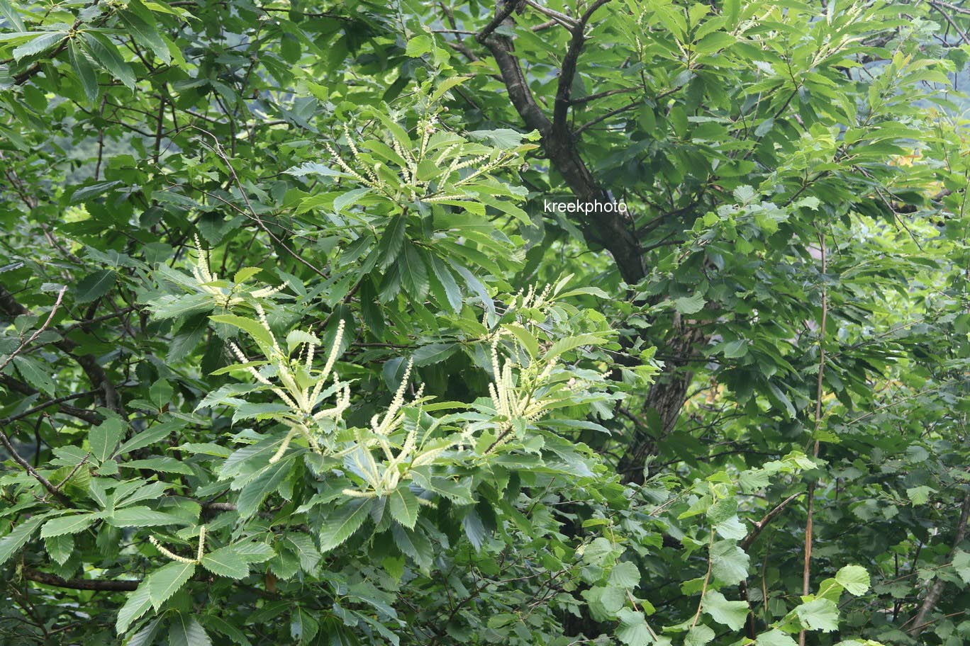 Castanea sativa